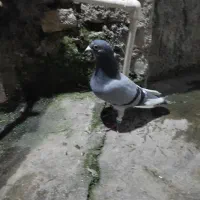 کبوتر|پرنده|گرگان, |دیوار