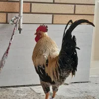 مرغ و خروس عربی