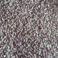 لوبیا چیتی درجه یک و اعلا خوشبخت و خوشمزه