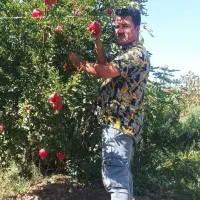 انواع نهال پر کیفیت و اصلاح شده|خدمات باغبانی و درختکاری|محمدشهر, محمدشهر|دیوار