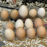 فروش تخم مرغ محلی دانه ای ۲۵ نطفه دار