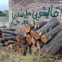 خریدانواع صنوبر بید چوب میوه خرید بادریز|خدمات باغبانی و درختکاری|اهر, |دیوار