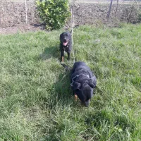 روتوایلر نرو ماده|سگ|تالش, جوکندان|دیوار