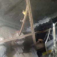 جفت فنچ بنگالی