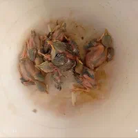 مرغ مینا واگزار میشه