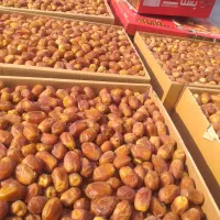 خرمارطب طوبی