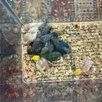 کوتوله برزیلی،شاه طوطی،ملنگو،گیرین چیک،دستی