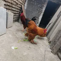 فروش خروس و جوجه پاپر برهما