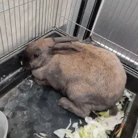 خرگوش معاوضه دارم