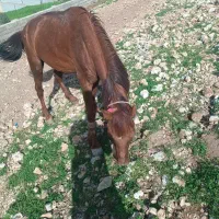 اسب معاوضه با مادیان