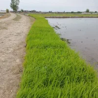 نشا طارم هاشمی درجه یک