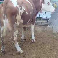 گاوشکم‌اول‌‌تک‌شیر‌15‌کیلو‌شیر