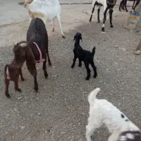 بز وبزقاله خارجی|حیوانات مزرعه|بیلوار, |دیوار