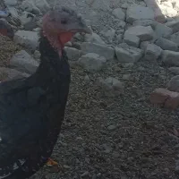 معاوضه با بزغاله گلابی|حیوانات مزرعه|چابهار, |دیوار