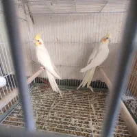 عروس هلندی لوتینو