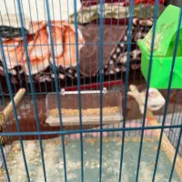 فنچ با قفس|پرنده|بندر ماهشهر, |دیوار