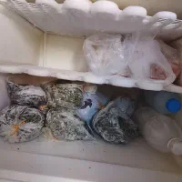 یخچال فریزر|یخچال و فریزر|ساری, |دیوار