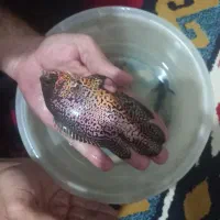 ماهی|ماهی|کرج, شهرک بنفشه|دیوار