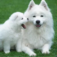 سگ پیدا شده