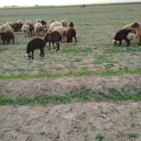 میش بره دار