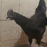 خروس ایام سمایی|حیوانات مزرعه|تهران, تهرانپارس غربی|دیوار