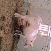 گاوخارجی ابست