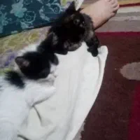 توله گربه 3ماه