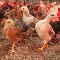 فروش جوجه گلپایگان( تخمگذار)