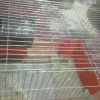 قفس|لوازم جانبی حیوانات|سرپل ذهاب, |دیوار