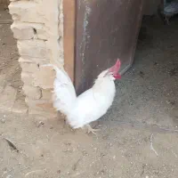 خروس بومی جوان