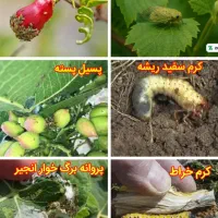 انجام کلیه کارهای باغبانی وباغداری واجرای فضای سبز