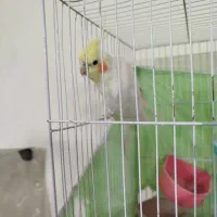 عروس هلندی|پرنده|مشهد, تلگرد|دیوار