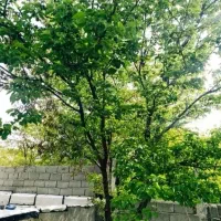 باغ-210-متری-حشمت-آباد-طرح-هادی