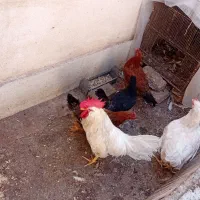 مرغ و خروس