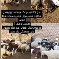 بره نر و شیشک