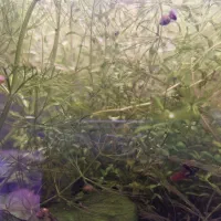 انواع گیاه اکواریوم و حلزون بلدر|ماهی|رشت, منظریه|دیوار