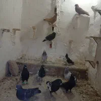 کفتر