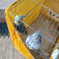 یک جفت عروس هلندی بالق|پرنده|کلاله, |دیوار