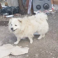 سگ سفید|سگ|ماسال, |دیوار