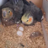 عروس هلندی لطفا آگهی بخونید|پرنده|بوئین زهرا, |دیوار