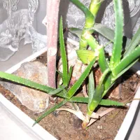 گیاه شاخ بزی|گل و گیاه طبیعی|تهران, مشیریه|دیوار