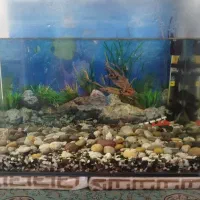 آکواریم شیشه خم با لوازم