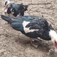 اردک روسی ماده