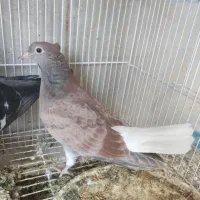 دم سفید اشعل نر