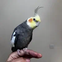 واگذاری عروس هلندی با وسایل کامل