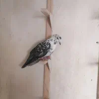 کبوتر سینه سفید ساده