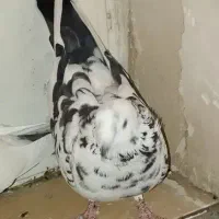 کبوتر نر و ماده|پرنده|سنندج, |دیوار