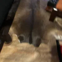 پوست گوساله