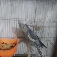عروس هلندی نژاد خاکستری جوان کاشمر