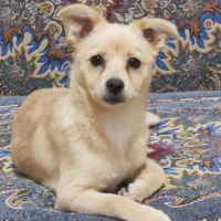 واگذاری سگ پامر ماده باهوش|سگ|شیراز, شهرک گلدشت حافظ‎|دیوار